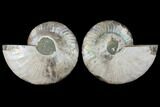 Agatized Ammonite Fossil - Madagascar #111482-1